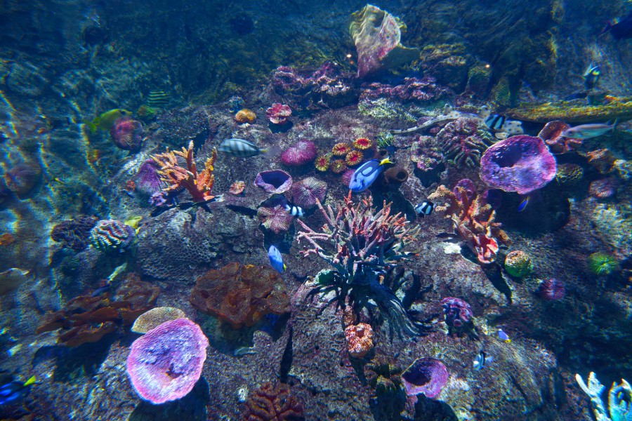 SEALIFE墨爾本水族館