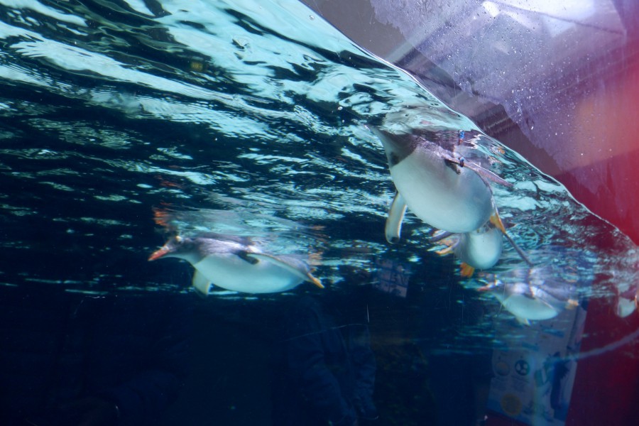 SEALIFE墨爾本水族館