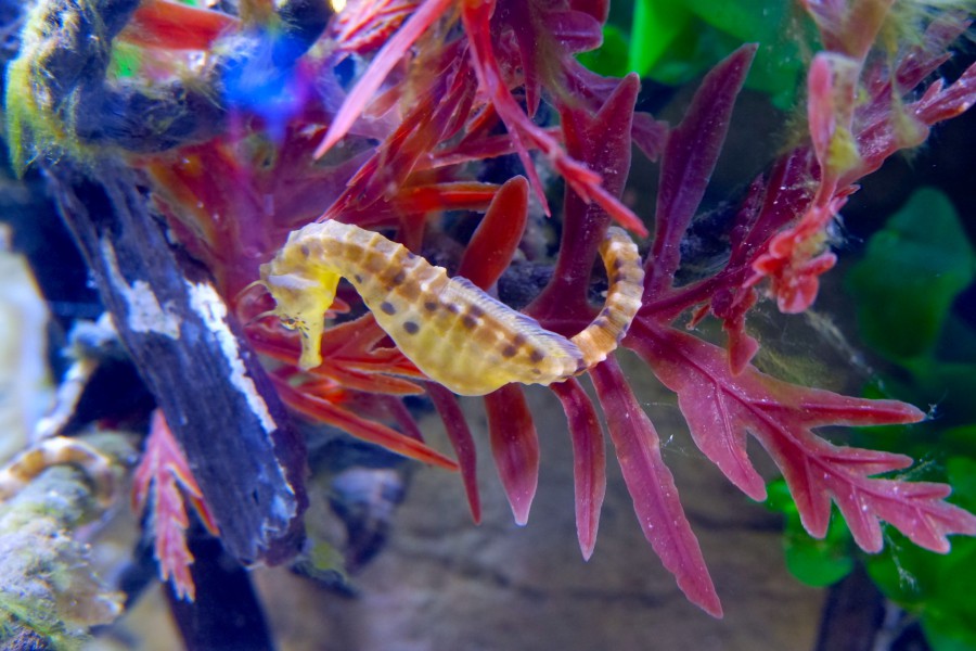 SEALIFE墨爾本水族館