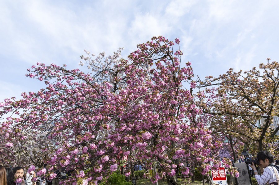 京都賞櫻-造幣局櫻花