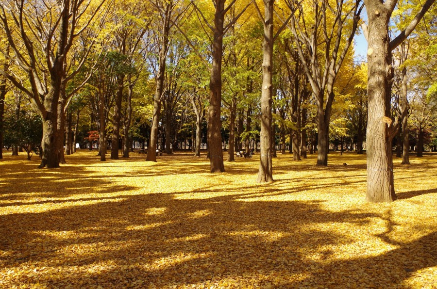 東京行程-推薦-五日遊-七日遊-代代木公園-賞楓