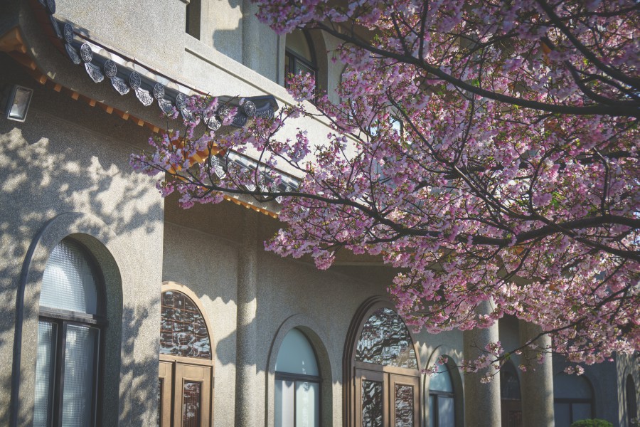陽明山景點/陽明山花季/陽明山交通