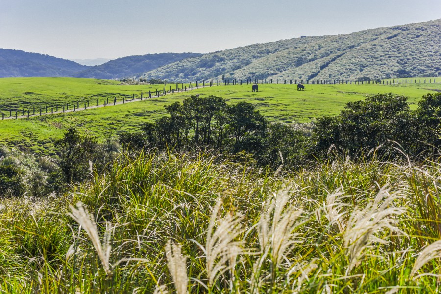 陽明山景點/陽明山花季/陽明山交通