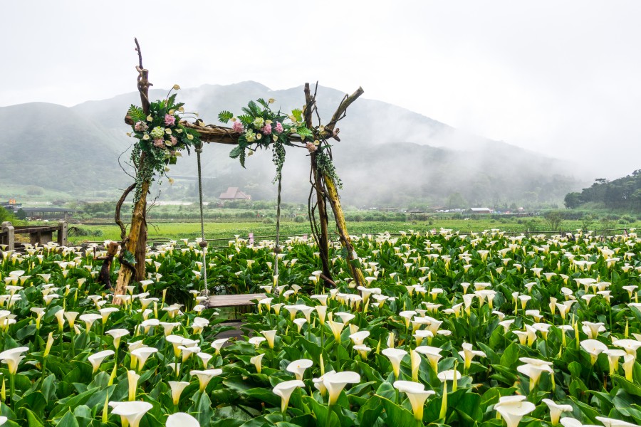 陽明山景點/陽明山花季/陽明山交通