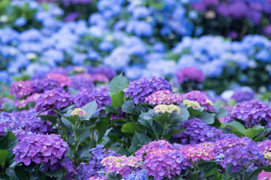 陽明山景點/陽明山花季/陽明山交通