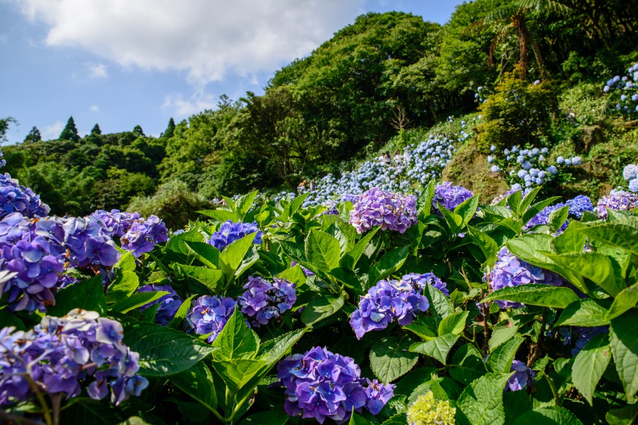 陽明山景點/陽明山花季/陽明山交通