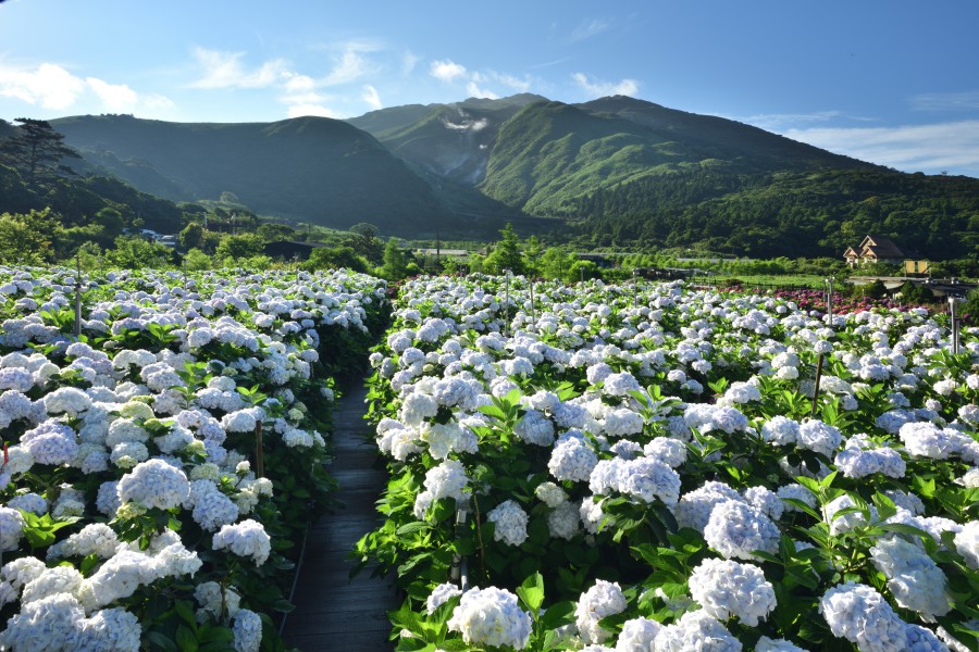 陽明山景點/陽明山花季/陽明山交通