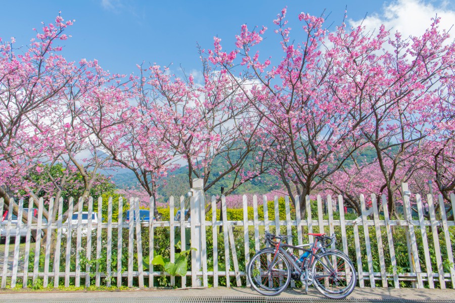 陽明山景點/陽明山花季/陽明山交通