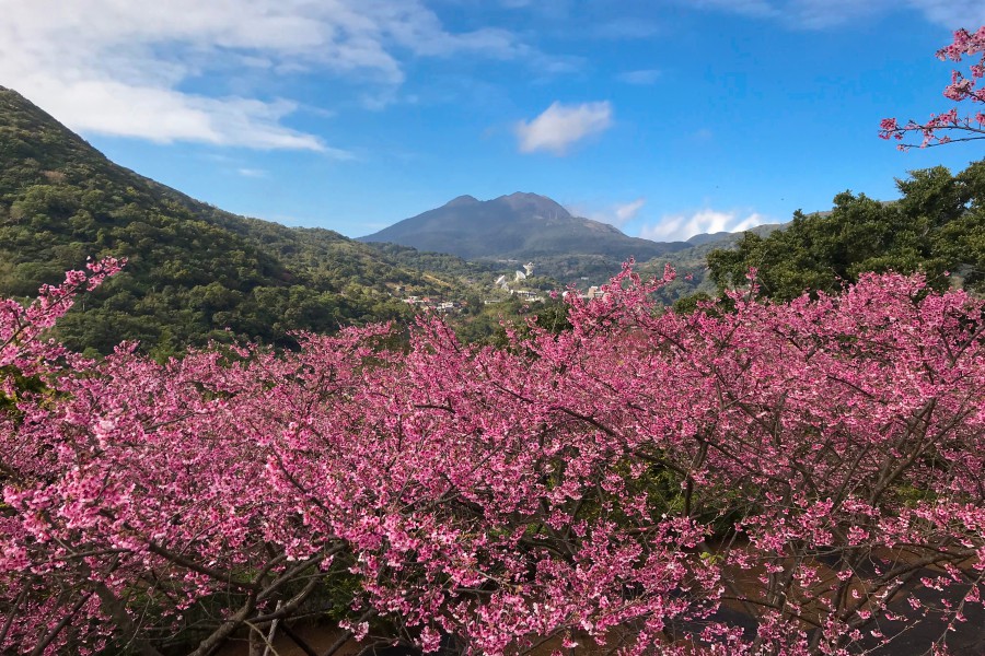 陽明山景點/陽明山花季/陽明山交通