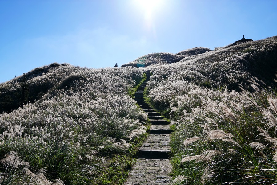 陽明山景點/陽明山花季/陽明山交通