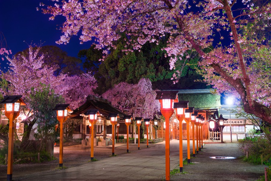 京都賞櫻-平野神社夜櫻祭