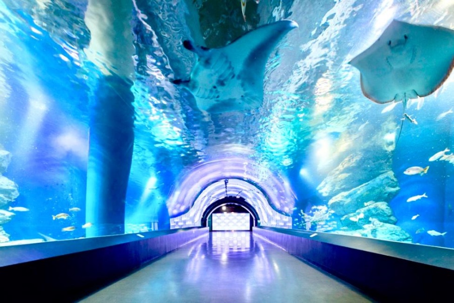 東京景點-品川水族館海底隧道