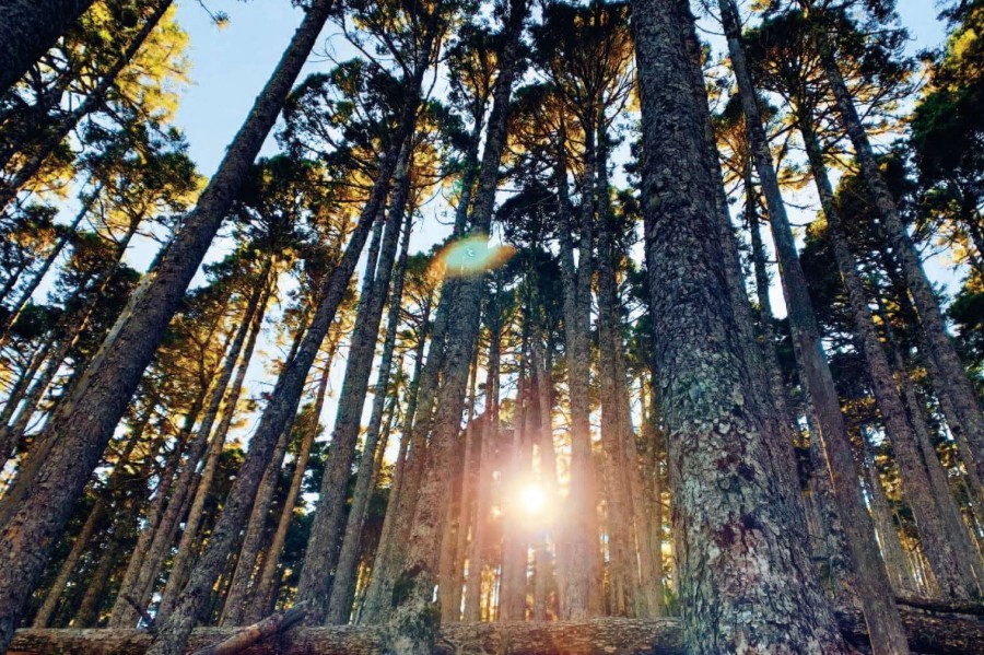 登山 百岳 雪山黑森林