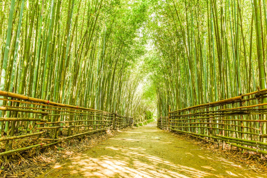 苗栗景點/苗栗旅遊/烏嘎彥竹林